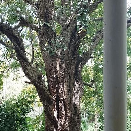 Apartmán Kon Tree Shade Dambulla Exteriér fotografie