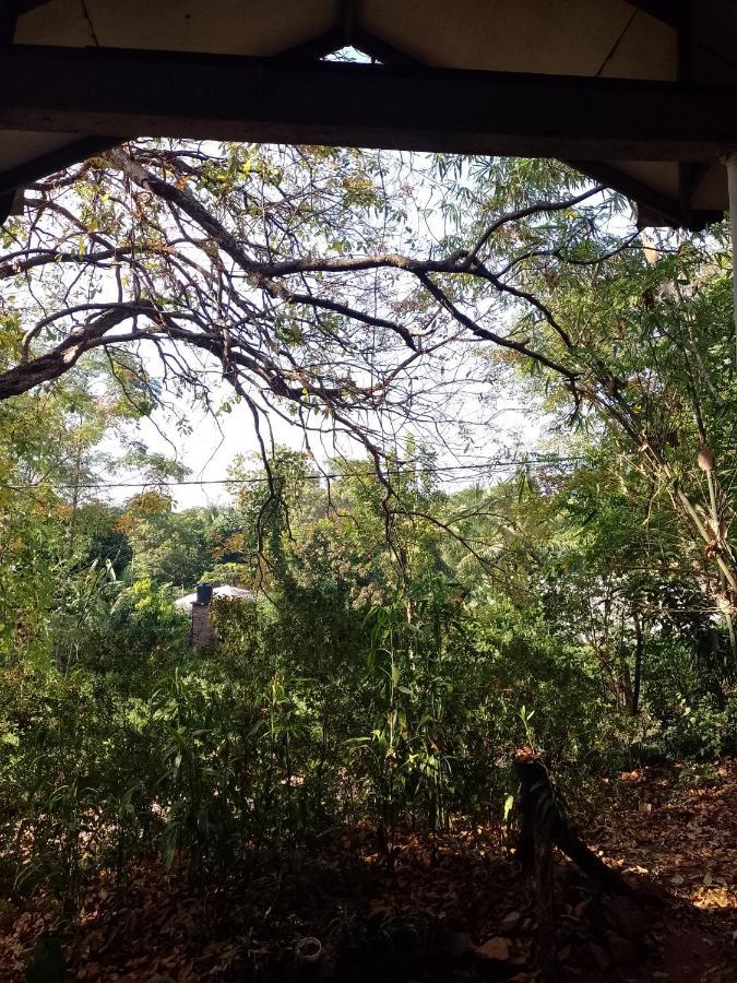 Apartmán Kon Tree Shade Dambulla Exteriér fotografie
