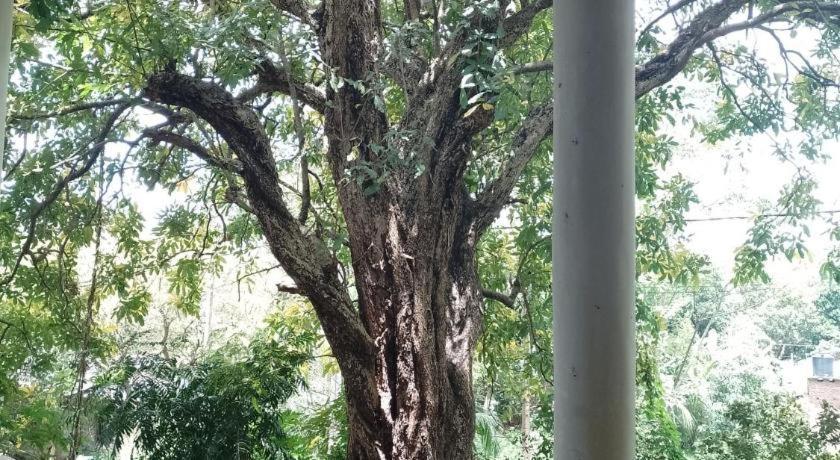 Apartmán Kon Tree Shade Dambulla Exteriér fotografie